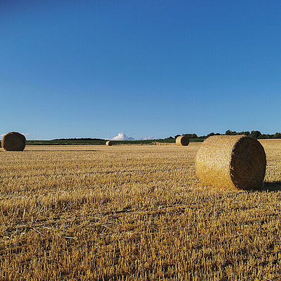 Headerbild